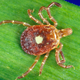 Amblyomma americanum